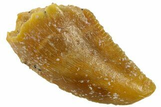 Serrated Raptor Tooth - Real Dinosaur Tooth #300838