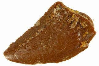 Serrated Raptor Tooth - Real Dinosaur Tooth #300805