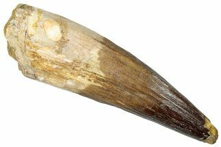 Real Spinosaurus Tooth - Huge Dinosaur Tooth #302849