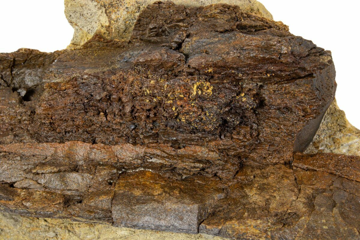 9.2" Dinosaur Bone Section in Sandstone Wyoming (302731) For Sale