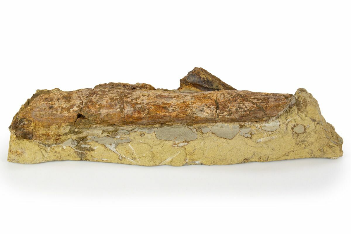 9.4" Hadrosaur (Edmontosaurus) Rib Bone in Sandstone Wyoming (302737