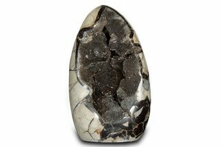 Free-Standing, Polished Septarian Geode - Black Crystals #302868