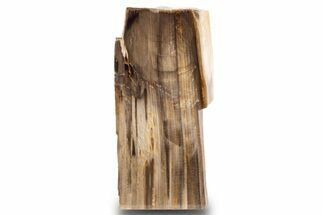 Polished, Petrified Wood (Metasequoia) Stand Up - Oregon #302956