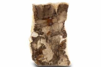 Polished, Petrified Wood (Metasequoia) Stand Up - Oregon #302962
