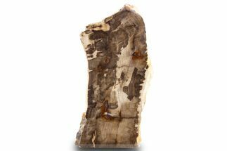 Polished, Petrified Wood (Metasequoia) Stand Up - Oregon #302963