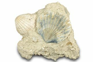 Fossil Marine Bivalve Mollusc Cluster - Gironde, France #302977