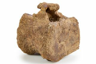 Hadrosaur (Edmontosaurus) Caudal Vertebra - Wyoming #303316