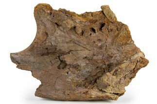 Hadrosaur Partial Ilium (Edmontosaurus) Bone - Wyoming #303380