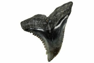 Snaggletooth Shark (Hemipristis) Tooth - South Carolina #302017