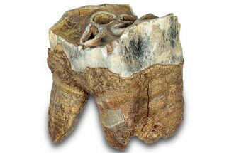 Fossil Woolly Rhino (Coelodonta) Tooth - Siberia #303339