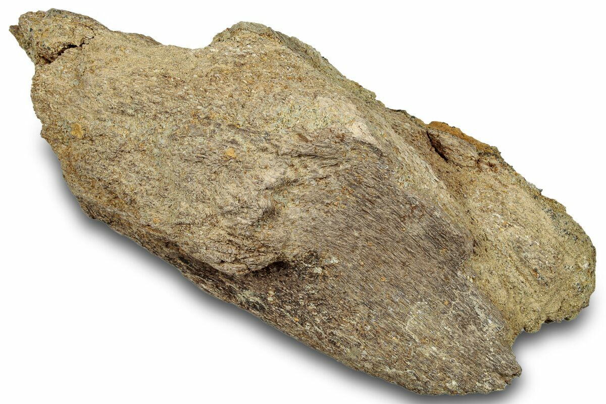 5.1" Dinosaur (Triceratops) Frill Shield Section Montana (303406