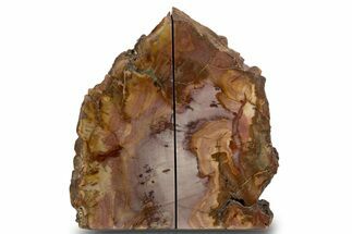 Tall Colorful Petrified Wood Bookends - Madagascar #303573