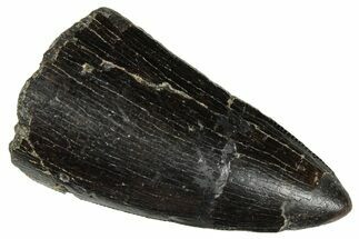 Serrated Tyrannosaur Tooth (Apical Half) - Two Medicine Formation #303597