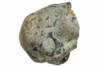 Lunar Meteorite ( g) Section - Touat #303636