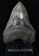 Giant Megalodon Tooth - Nice Serrations #16668