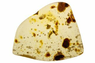 Polished Colombian Copal ( g) - Contains Termites & Enhydros! #304103