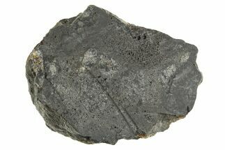 Eucrite Meteorite ( g) Section - From Vesta Minor-Planet #304274