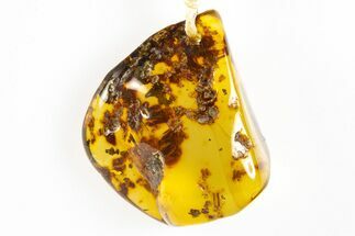 Polished Chiapas Amber ( g) Necklace - Mexico #304388