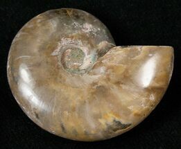 Polished Cleoniceras Ammonite Fossil - Wide #16689