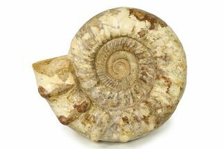 Monster Jurassic Ammonite (Kranosphinctes) Fossil - Madagascar #304909