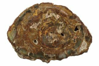 Beautiful Petrified Wood (Araucaria) Round - Madagascar #304952