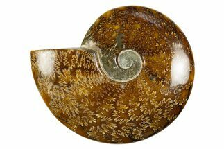 Polished Cretaceous Ammonite (Cleoniceras) Fossil - Madagascar #303933