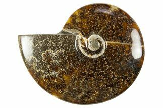 Polished Cretaceous Ammonite (Cleoniceras) Fossil - Madagascar #303940