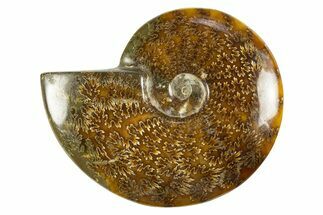 Polished Cretaceous Ammonite (Cleoniceras) Fossil - Madagascar #303948