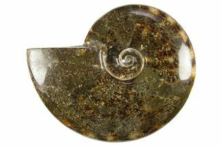 Polished Cretaceous Ammonite (Cleoniceras) Fossil - Madagascar #303952