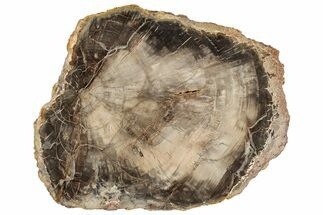 Beautiful, Petrified Wood (Araucaria) Slab - Madagascar #304805