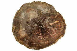 Colorful, Petrified Wood (Araucaria) Round - Madagascar #304806