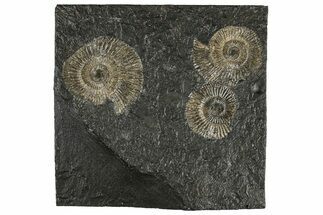 Fossil Ammonite (Dactylioceras) Cluster - Posidonia Shale, Germany #304965