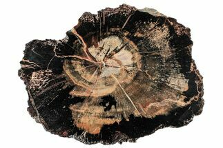 Colorful Petrified Wood (Araucarioxylon) Round - Utah #305097