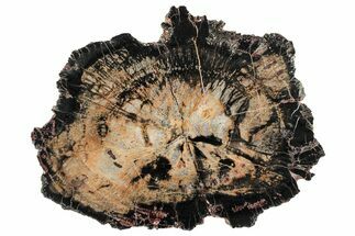 Colorful Petrified Wood (Araucarioxylon) Round - Utah #305098