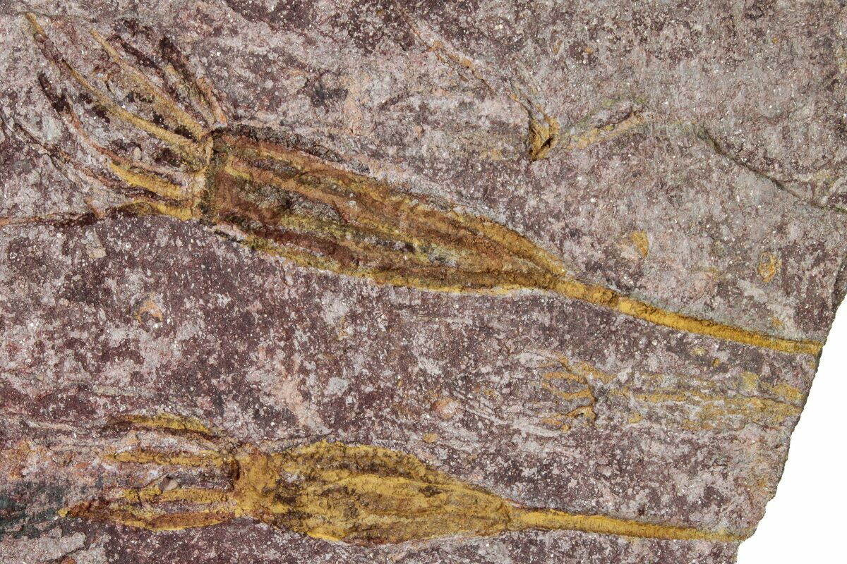 4.4" Eocrinoid (Ascocystites) Mortality Plate Ordovician (305141