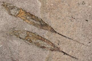 Eocrinoid (Ascocystites) Mortality Plate - Ordovician #305167