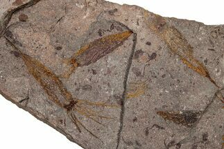 Eocrinoid (Ascocystites) Mortality Plate - Ordovician #305170