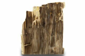 Polished, Petrified Wood (Metasequoia) Stand Up - Oregon #302944