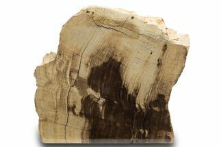 Polished, Petrified Wood (Metasequoia) Stand Up - Oregon #302947