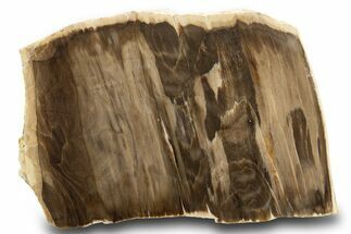 Polished, Petrified Wood (Metasequoia) End Cut - Oregon #302950