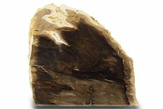 Polished, Petrified Wood (Metasequoia) Stand Up - Oregon #302951
