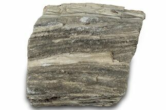 Petrified Wood Section with Sparkling Quartz - Arizona #305435