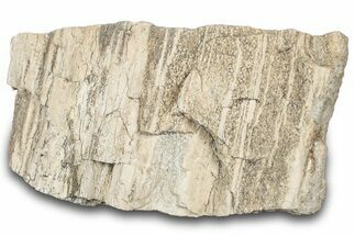 Petrified Wood Section with Sparkling Quartz - Arizona #305394