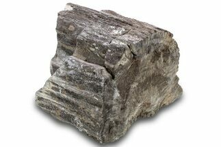 Petrified Wood Section with Sparkling Quartz - Arizona #305465