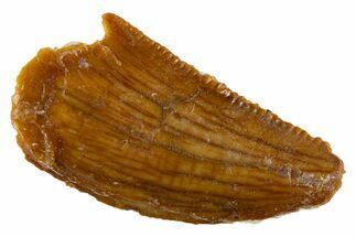 Serrated Raptor Tooth - Real Dinosaur Tooth #305498