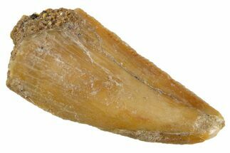 Serrated Raptor Tooth - Real Dinosaur Tooth #305539