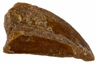 Bargain Raptor Tooth - Real Dinosaur Tooth #305541