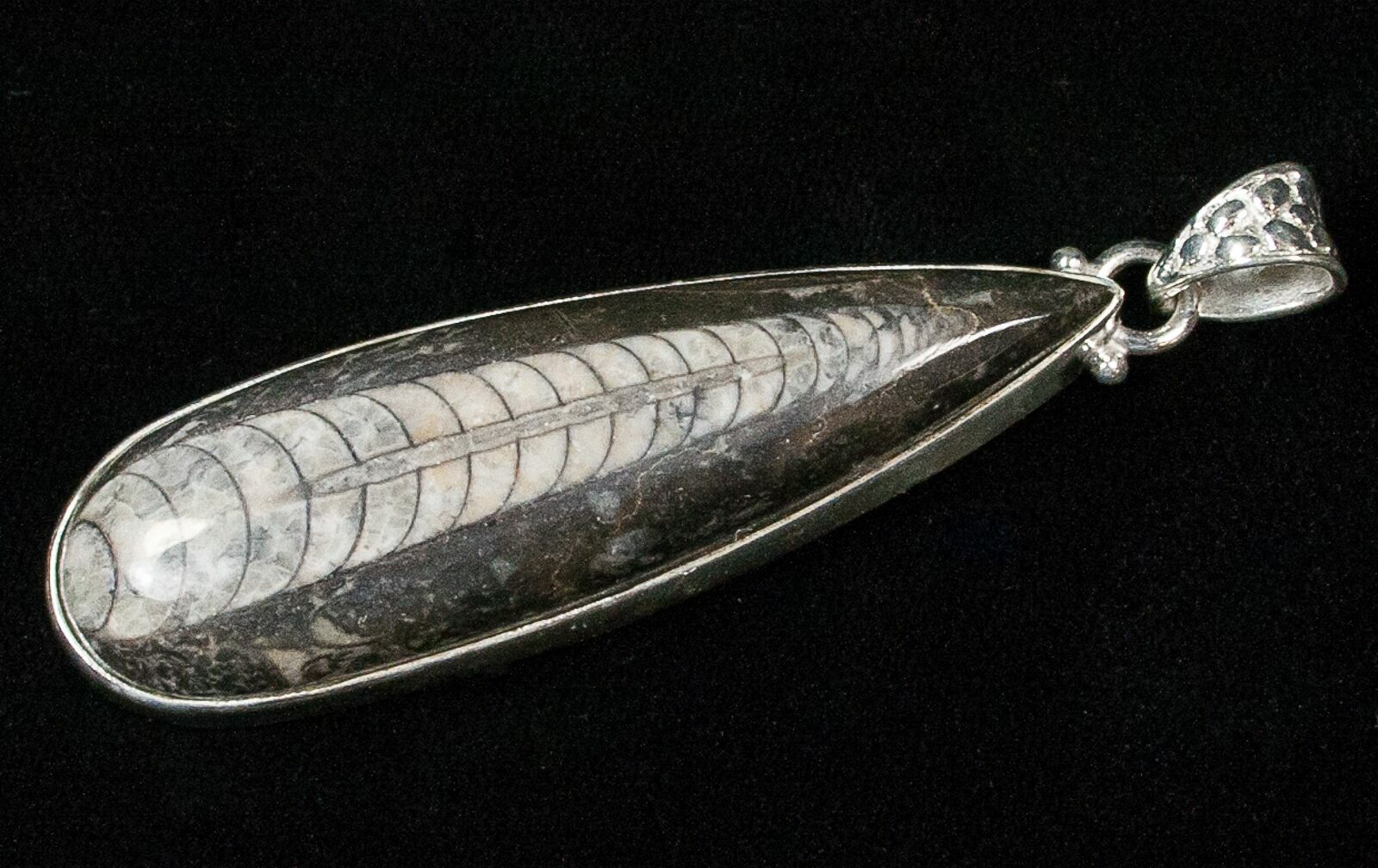Fossil Orthoceras Pendant - Sterling Silver (#16719) For Sale ...