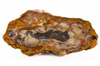 Polished Petrified Wood Slab - Grassy Mountain, Oregon #302902