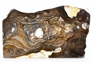 Polished Biggs Jasper Slab - Oregon #302912